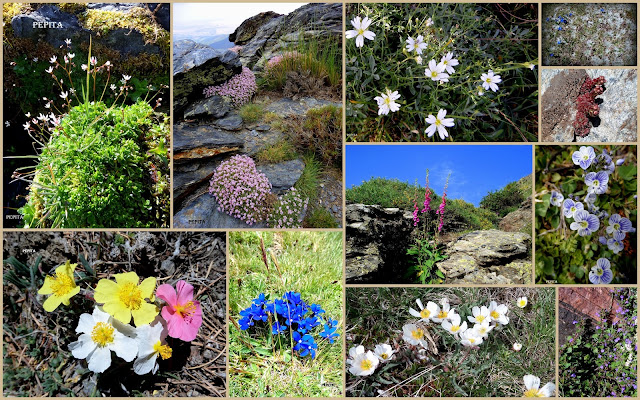 Flora de Sierra Nevada