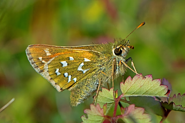 Hesperia comma the Silver-spotted Skipper butterfly