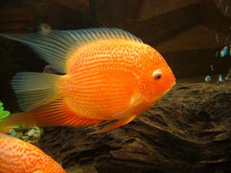 cichlasoma-severum