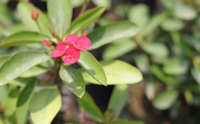 Crown of Thorns Flowers Pictures