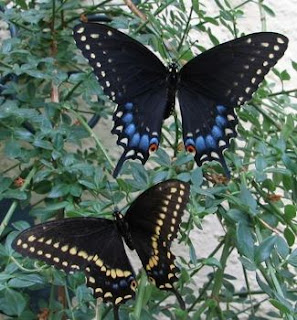 Black Swallowtail