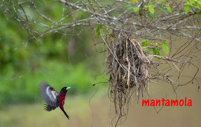 Black & Red Broadbill