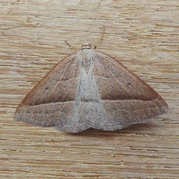 Brown-Silver-line