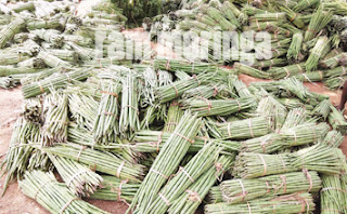 Buy moringa pods in bulk price