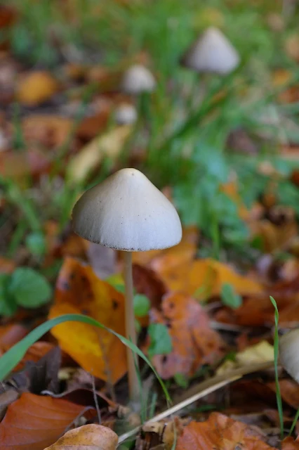 How Long Does It Take for Shrooms to Kick In