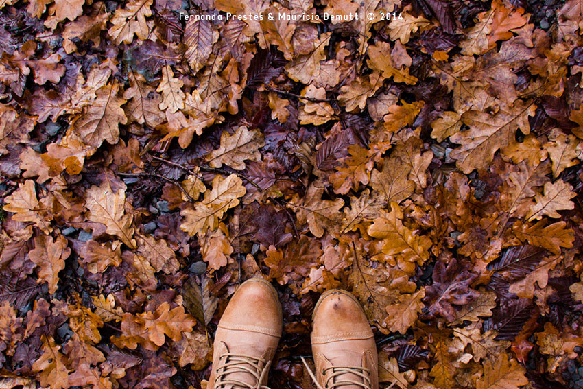 folhas de outono no chão