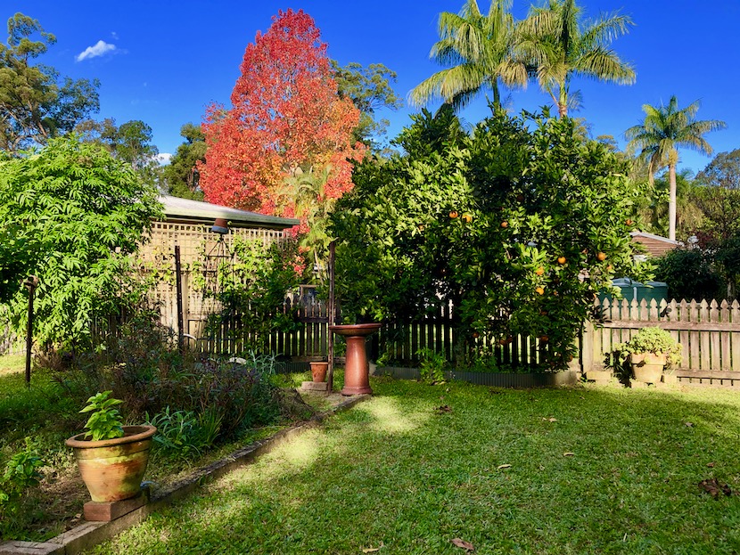 A small vegetable garden