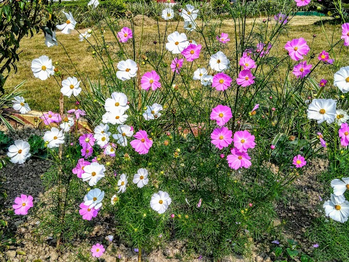 Dancing Flowers