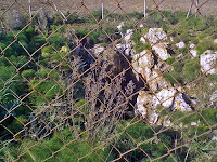 Grave Spinale di Porco