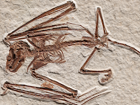 52 million-year-old bat skeleton is the oldest ever found and belongs to a never-before-seen species.