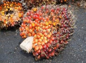 fraksi-buah-kelapa-sawit.jpg