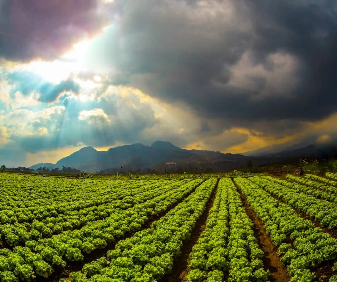 kebun sayur cafe sawah pujon kidul