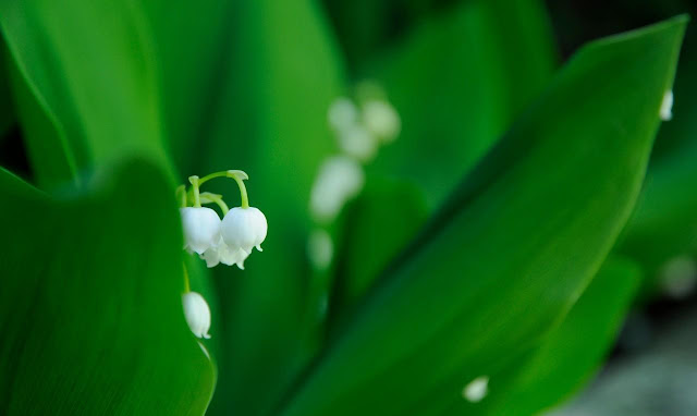 Green Beauty Pictures