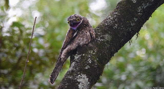 Common Potoo Nyctibius griseus cornutus Mae-da-Lua Urutaú común