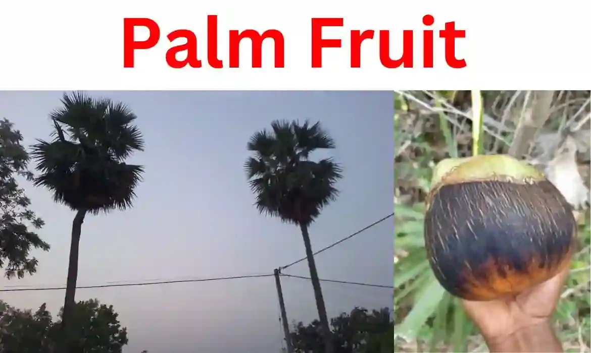 Palm fruit - তাল খাওয়ার উপকারিতা ও অপকারিতা। Palm fruit benefits in Bengali for diabetes.