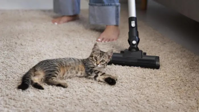 What solutions against cat urine