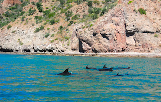 Dolphins in the Sea of Cortez baja california