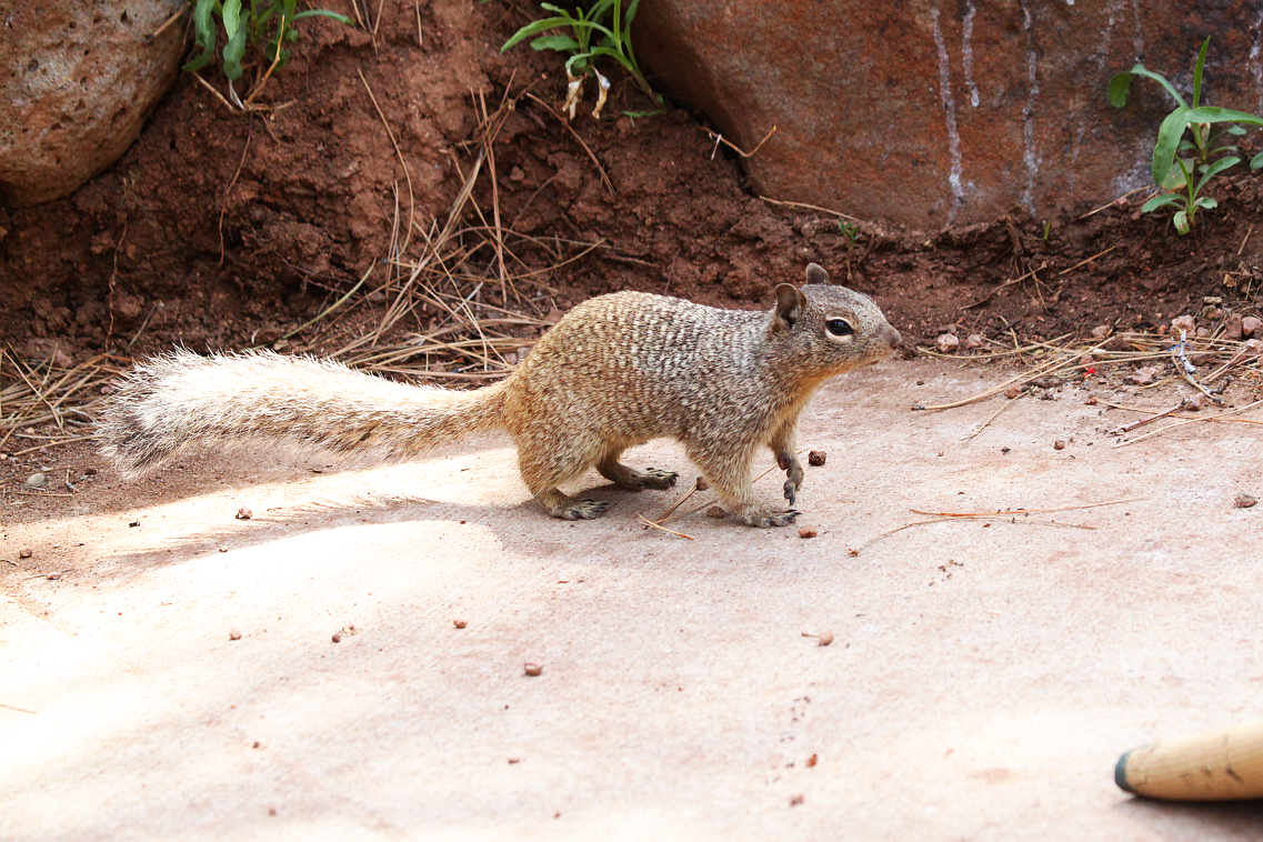 Arizona Squirrels Pictures to Pin on Pinterest  PinsDaddy