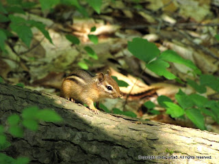 Eastern Chipmunk