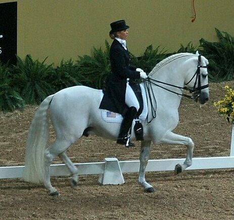 Andalusian Horse is on the list of the most expensive horse breeds in the world.