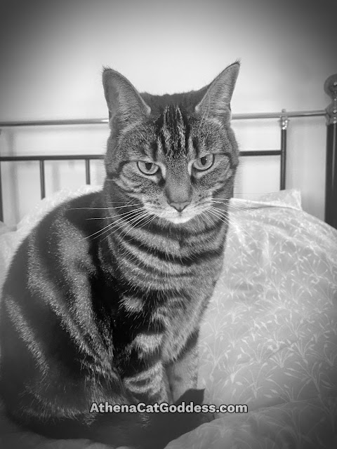 tabby cat sitting on the bed selfie