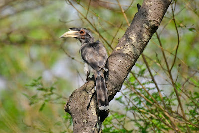 Malabar Grey hornbill