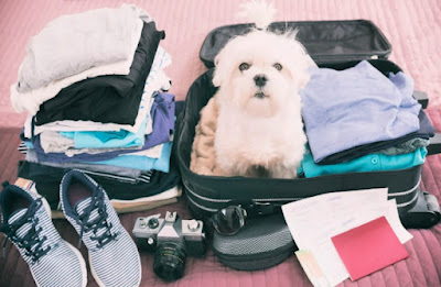 Safe and Comfortable Pet Travel