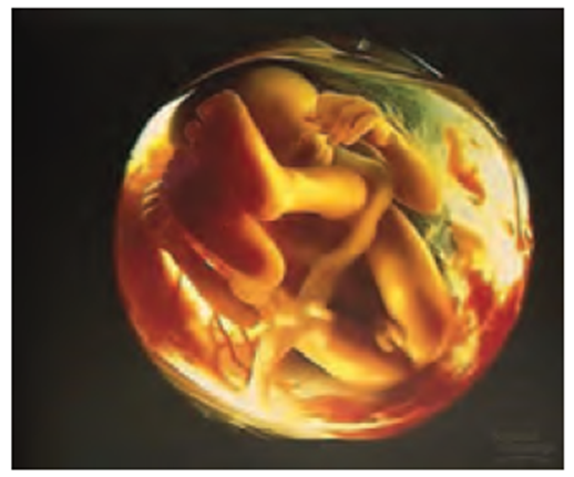 Pras Academy - SMP: Tahap-Tahap Perkembangan Embrio Selama 