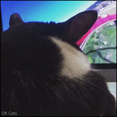 Funny Cat GIF • At long last, my cat's dream of going on a roller coaster finally comes true. And he's loving it! [ok-cats.com]