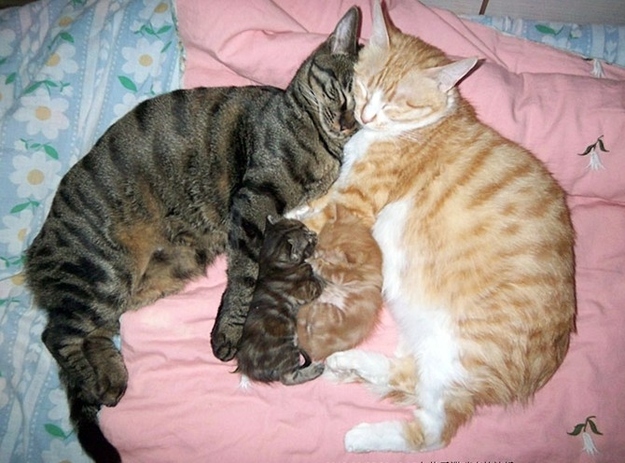 cat picture, cute cat picture, cat family, kitten