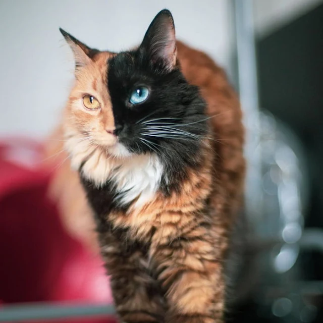 Introducing-Quimera-the-Breathtaking-Feline-with-T͏wo͏-D͏i͏ffe͏r͏e͏n͏t͏-Fa͏c͏e͏s͏-cats-stories