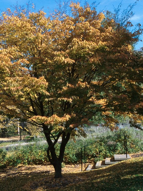 Carpinus laxiflora