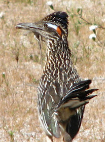 Greater Roadrunner