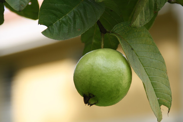 Constipation Relief, Guava for constipation, Guava constipation, Guava for constipation, Guava and constipation, is Guava good for constipation, constipation treatment