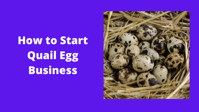 How to Start Quail Egg Business
