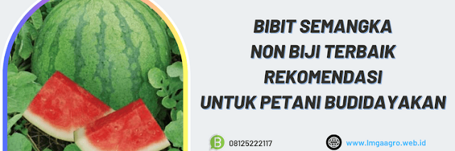 bibit semangka,semangka non biji,bibit semangka non biji,semangka tanpa biji,benih