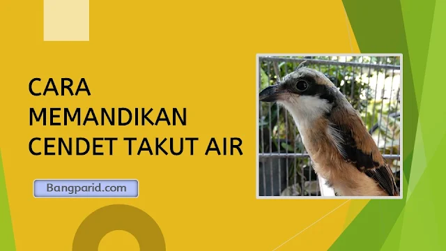 CARA MEMANDIKAN CENDET TAKUT AIR