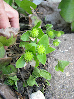 Печёночница благородная вариант благородная Hepatica nobilis var. nobilis. 