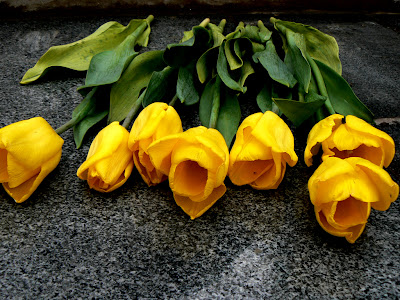 Tulips Images