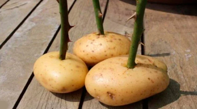 How To Grow Roses In Potatoes