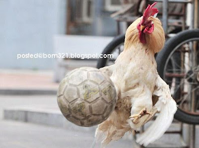 chicken soccer