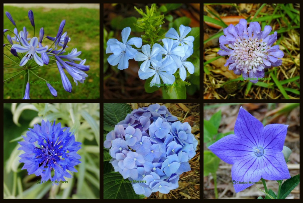 http://choice-morsels.blogspot.com/2014/06/garden-pic-wednesday-shades-of-blue.html