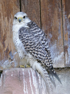 Faucon sacre - Falco cherrug