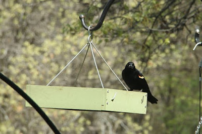 red-winged blackbird at feeder