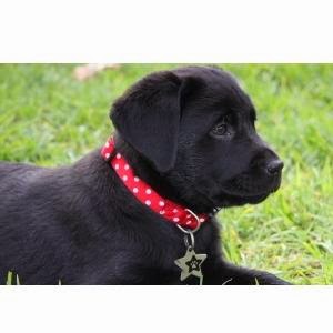 best puppy dog collar training