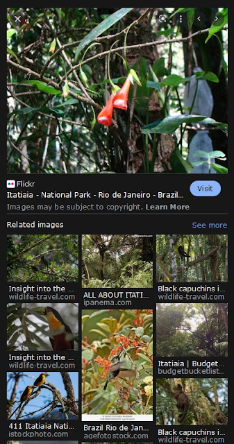 It has indicator species like all places in the world. One indicator species used by scientist to "indicate" or show the danger to the environment, biome, overall  includes the small primates, like the Lion Tamarind of the inner city park of Rio De Janeiro, Tijuca Park, and the national parks of southern Rio De Janeiro state, including Itatiaia National Park.