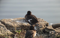 Female tufted ducks on the rocks by the Shinobazu pond, Ueno Park, Tokyo.© Denise Motard