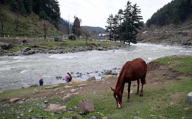 Pony by the river Travel Landscape Photography