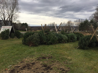 Christmas Tree Farm in Utica NY