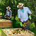Exploring Fruit Picking Jobs in the UK: A Guide to Seal Employment